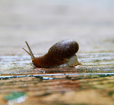 漂亮的蜗牛