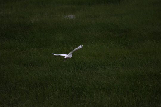 草甸上飞翔的白鹭