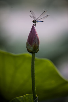 荷花上的蜻蜓 竖片 花苞 逆光