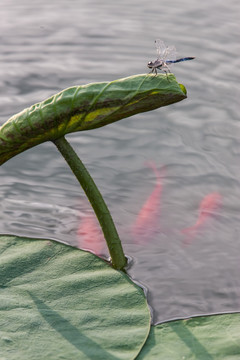 蜻蜓 金鱼 锦鲤 竖片