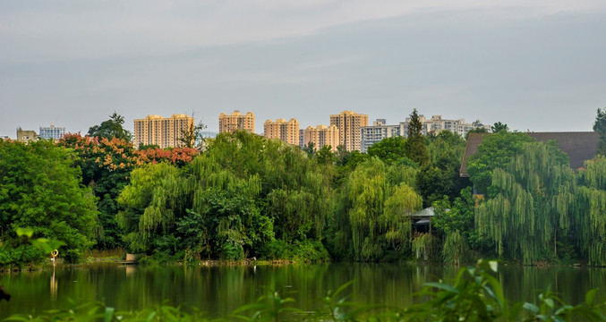 雨后浣花