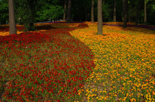 树林鲜花