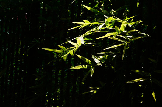阳光透进竹林
