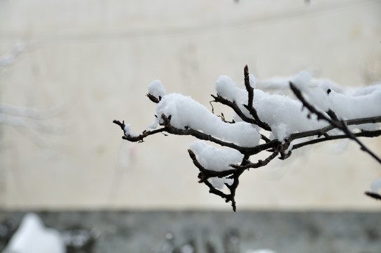 雪景