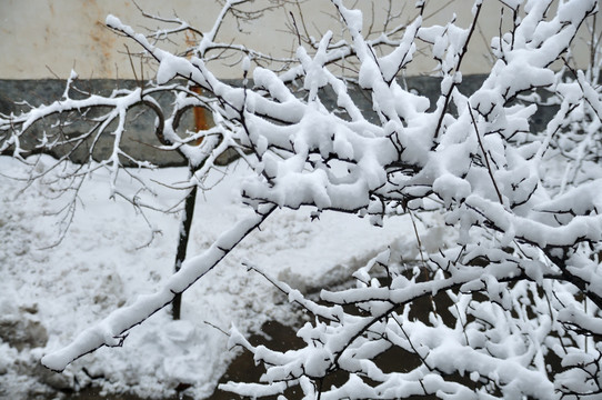 雪景