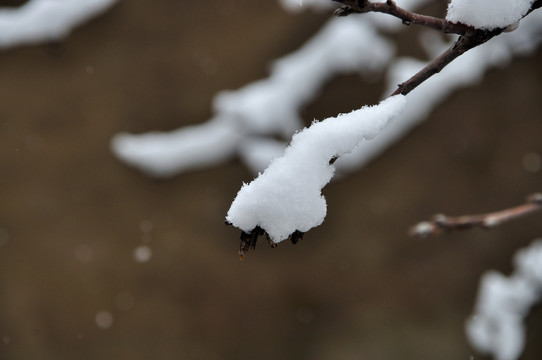 雪景