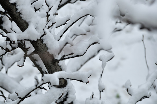 雪景