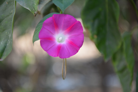 牵牛花