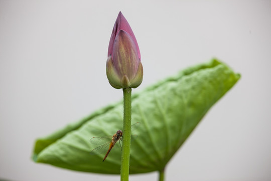 荷花上的蜻蜓