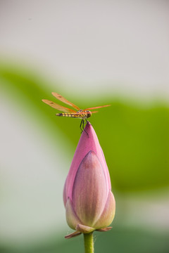 荷花上的蜻蜓 竖片 花苞