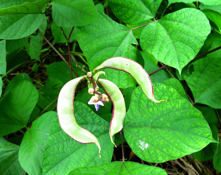 扁豆 扁豆花