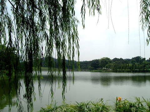 柳枝湖泊