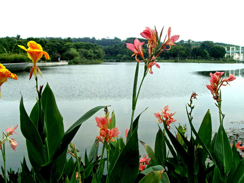鲜花湖泊鲜花
