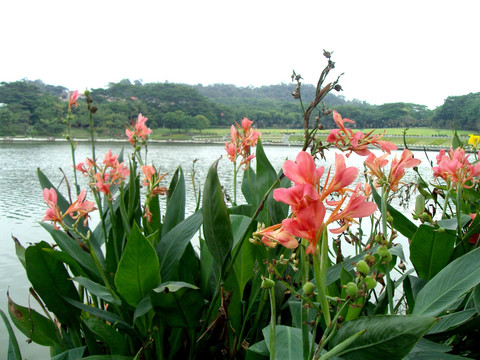 鲜花湖泊