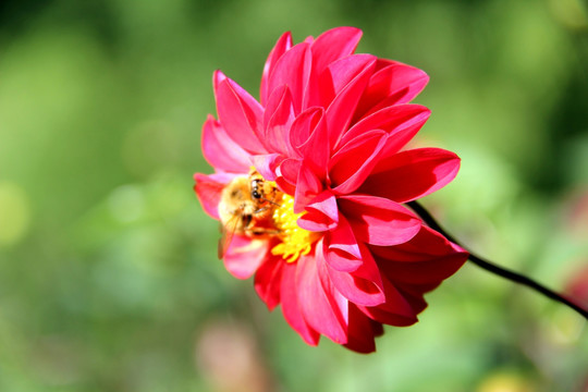 芍药花 芍药花开 高清花卉