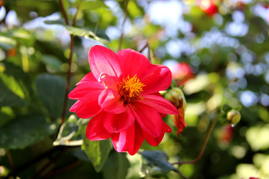 芍药花 芍药花开 高清花卉