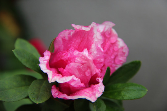 山茶花开 山茶花 红色山茶花