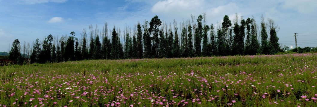 格桑花全景