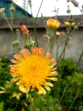 野菊花