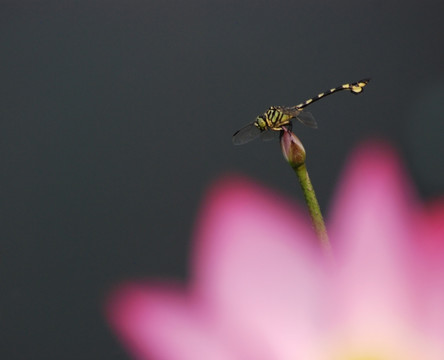 蜻蜓 昆虫 轱辘钱 动物 水面
