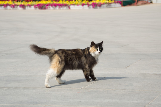 石板路上的花猫