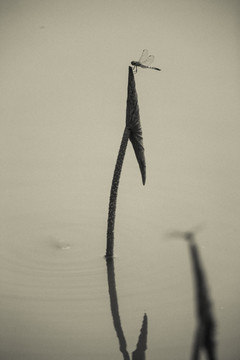 荷叶上的蜻蜓 竖片 锦鲤 剪影