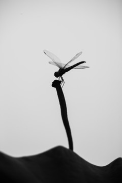 荷叶上的蜻蜓 竖片 剪影 黑白