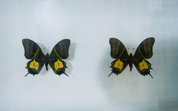 金斑喙凤蝶 蝴蝶标本