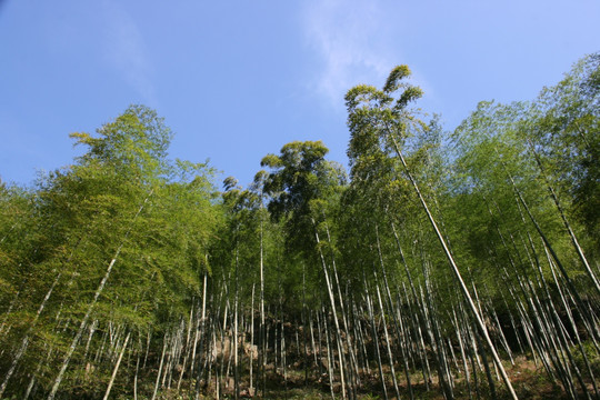 竹林 高大的竹子