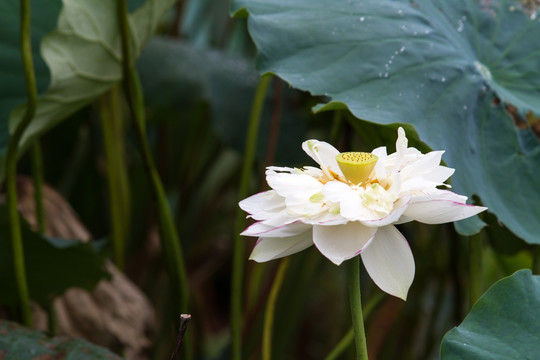 荷花 白莲