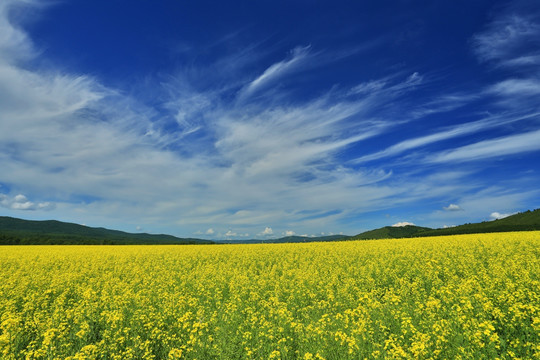 油菜花开的田野