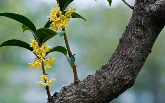 桂花树