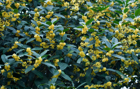 桂花树