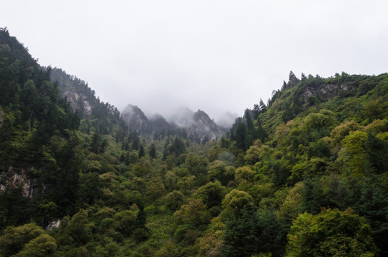 毕棚沟景区 高原植被 山脉