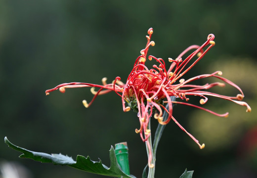 菊花 红线