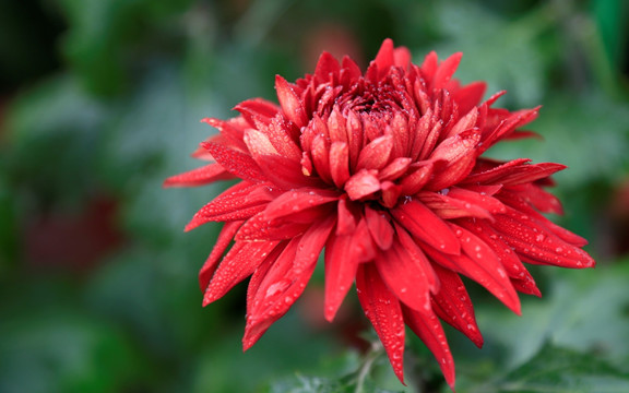 露水红菊