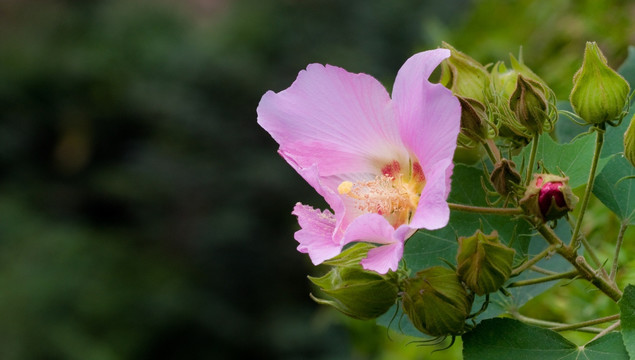 木芙蓉花