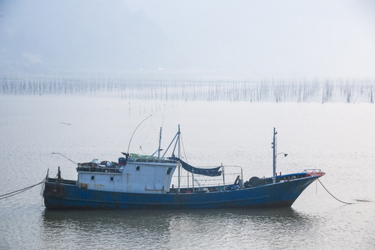 福建霞浦海带养殖