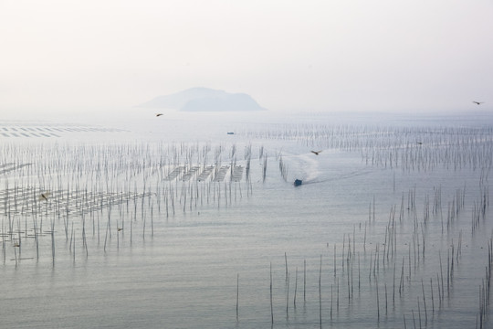 福建霞浦海带养殖