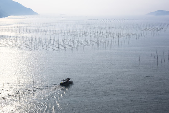 福建霞浦海带养殖