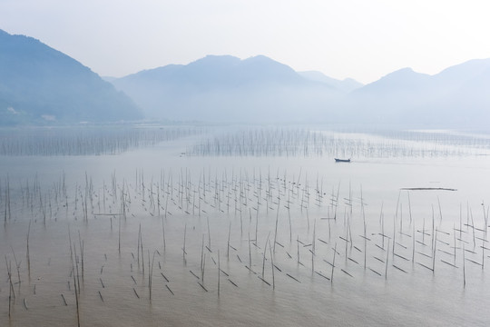 福建霞浦海带养殖