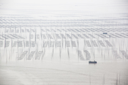 福建霞浦海带养殖