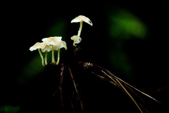 野蘑菇