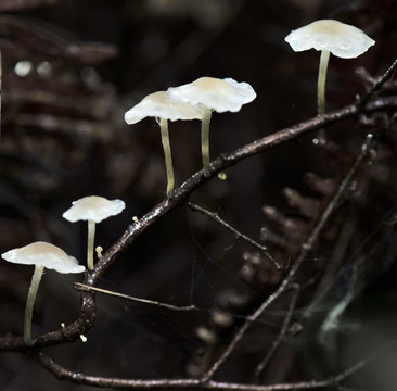 野山菇