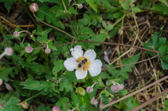 蜜蜂采蜜 小蜜蜂