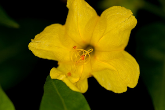 夜来香花