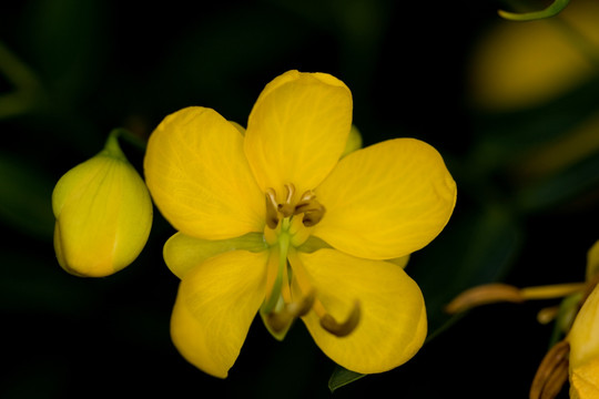 黄颜色的花