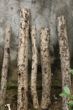 种香菇木耳的木头