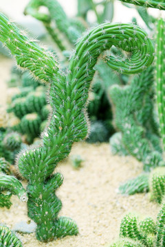 沙漠植物红小町