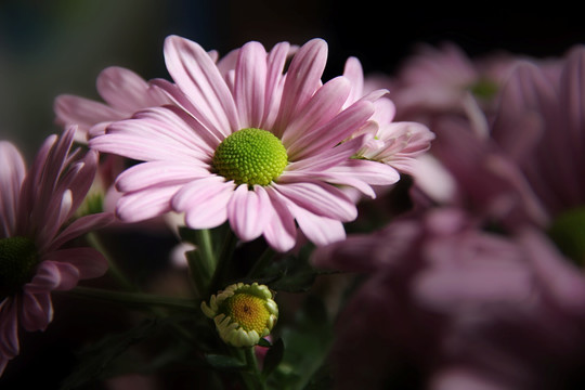 漂亮花卉